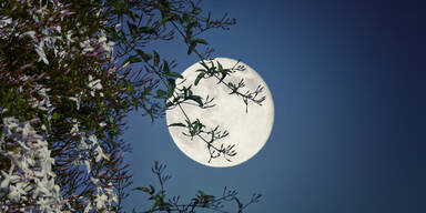 Ihr w&ouml;chentlicher Mondkalender: 28.04. - 04.05.