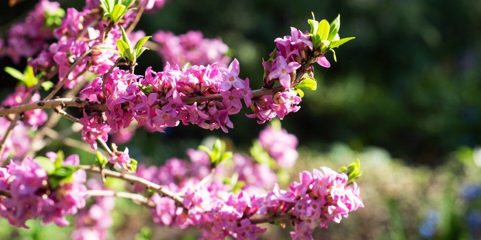 Der „Flieder“ des Winters: Seidelbast oder Daphne mezereum zeigt opulente Blüten, ist aber giftig. 