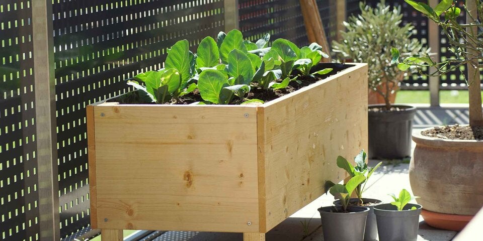 Pflücksalat am Balkon