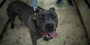 American Staffordshire Terrier, Kampfhund