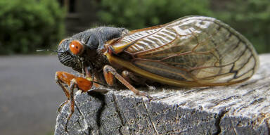 USA zittern vor Insekten-Invasion