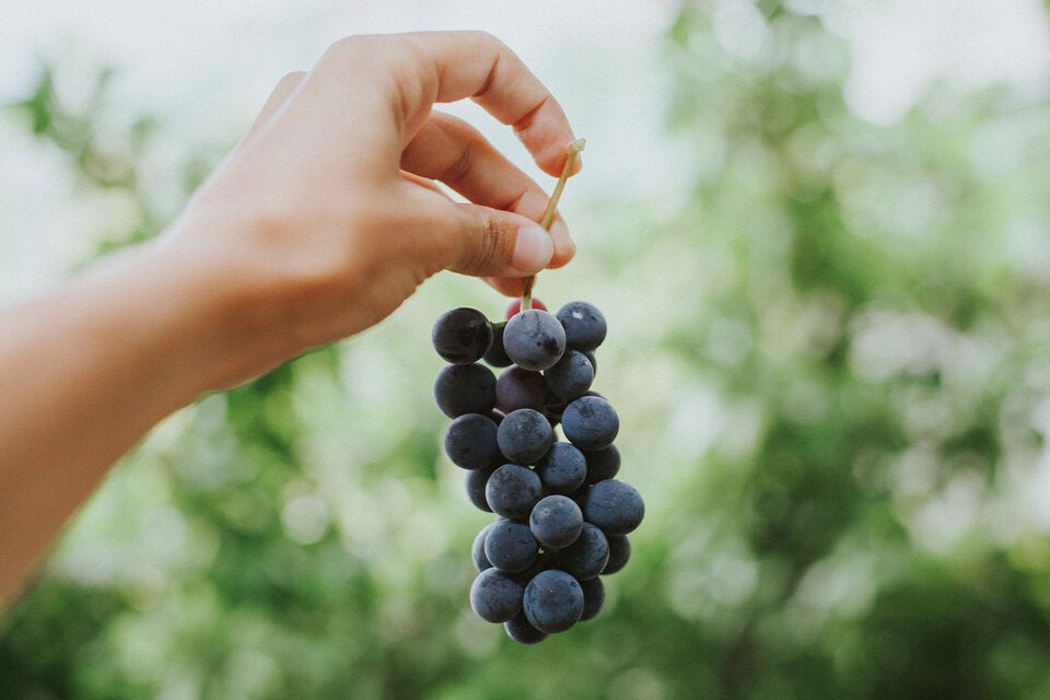 Trauben als Jungbrunnen: So wirkt das Anti-Aging Wundermittel