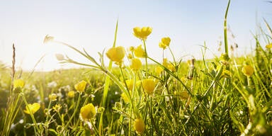Bauernregel: "Bringt der Mai Blumen ..."