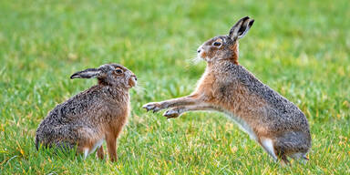Irre: Tierhasser nagelte Hasen an einen Baum