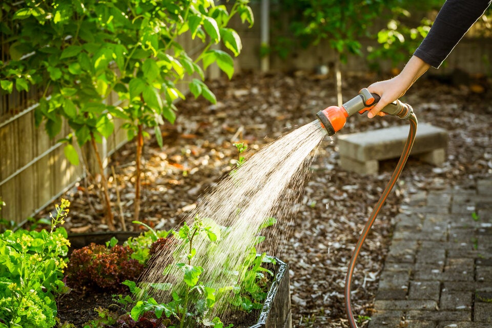 Im Mai: Diese wichtigen Gartenarbeiten dürfen Sie jetzt nicht verschlafen