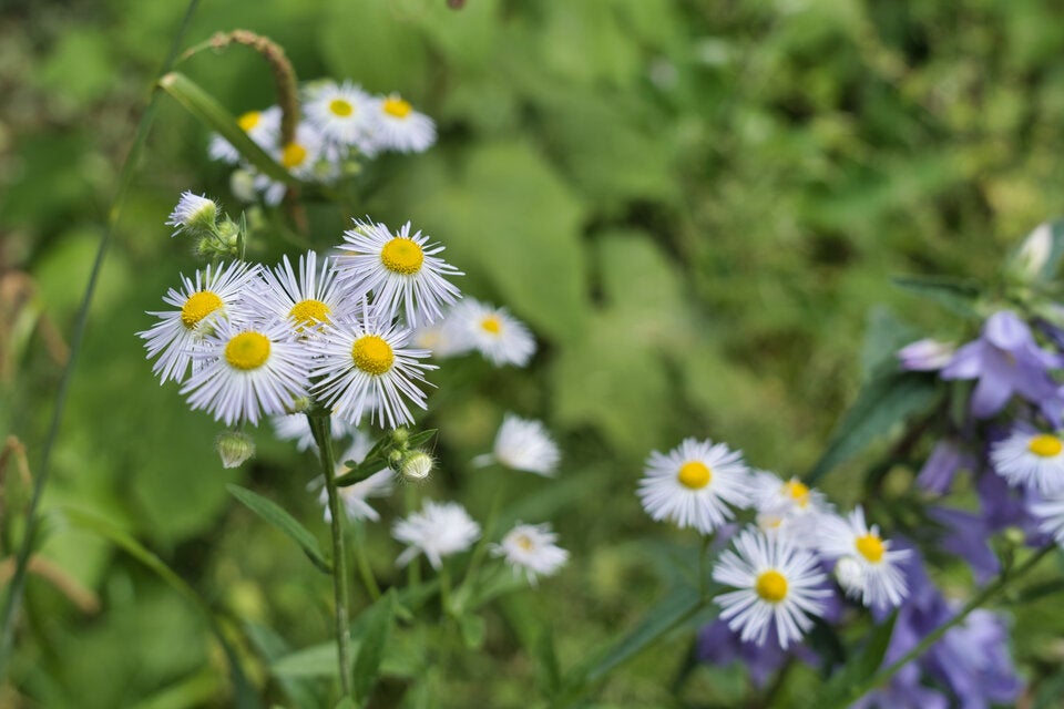 Im Garten: Warum Sie DIESES Gänseblümchen sofort ausreißen sollten