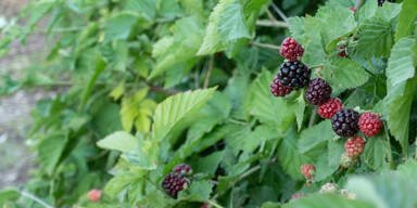 Betrunkener Russe musste aus Brombeerstaude gerettet werden