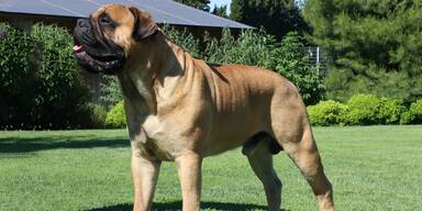 Mastiff