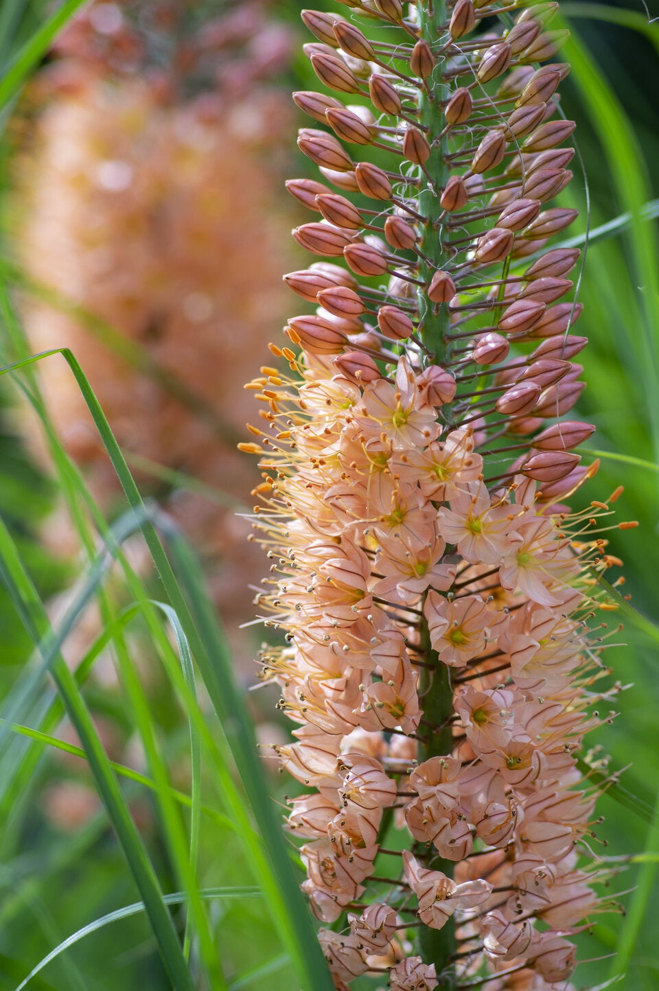 Peach Fuzz: 10 Blüten, die die Trendfarbe des Jahres in die Beete bringen