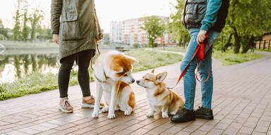 Gefährlicher Trend: Schwarzarbeit in der Tierbetreuung boomt
