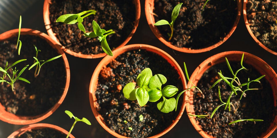 Empfindliche Kräuter und Gemüsepflanzen werden drinnen oder in einem Mini-Gewächshaus vorgezogen und kommen nach den Eisheiligen ab Mitte Mai in das Gartenbeet.  