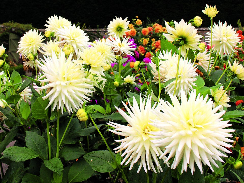 Dahlien: Die Königinnen des späten Sommers