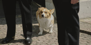 Queen Corgi