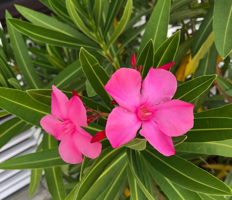 Der Oleander enthält Stoffe, die für Kinder und auch Tiere durchaus nicht bekömmlich sind. 