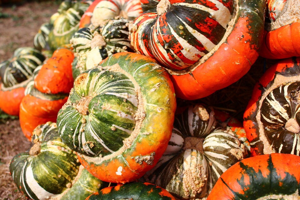 Welcher Kürbis eignet sich für welches Gericht?