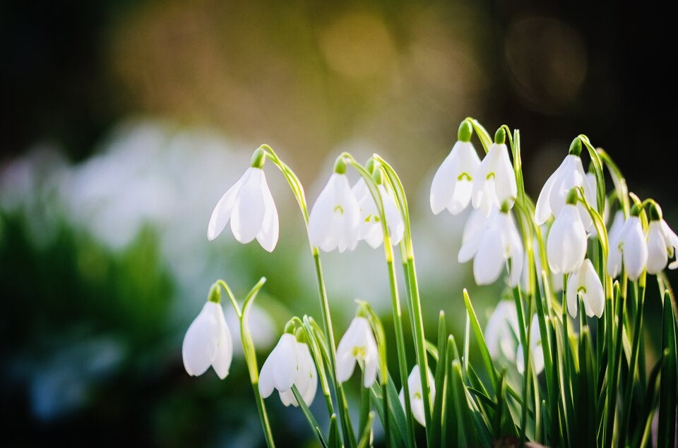 Achtung: Diese beliebten Frühlingsblumen sind giftig!