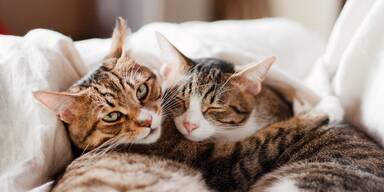 Vier Hauskatzen mit Luftdruckgewehr angeschossen