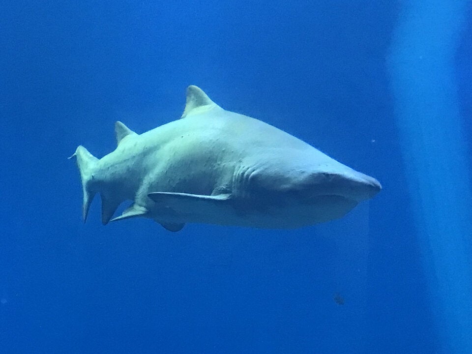 Weiße Hai lauern besonders gerne vor den Küsten der Balearen.