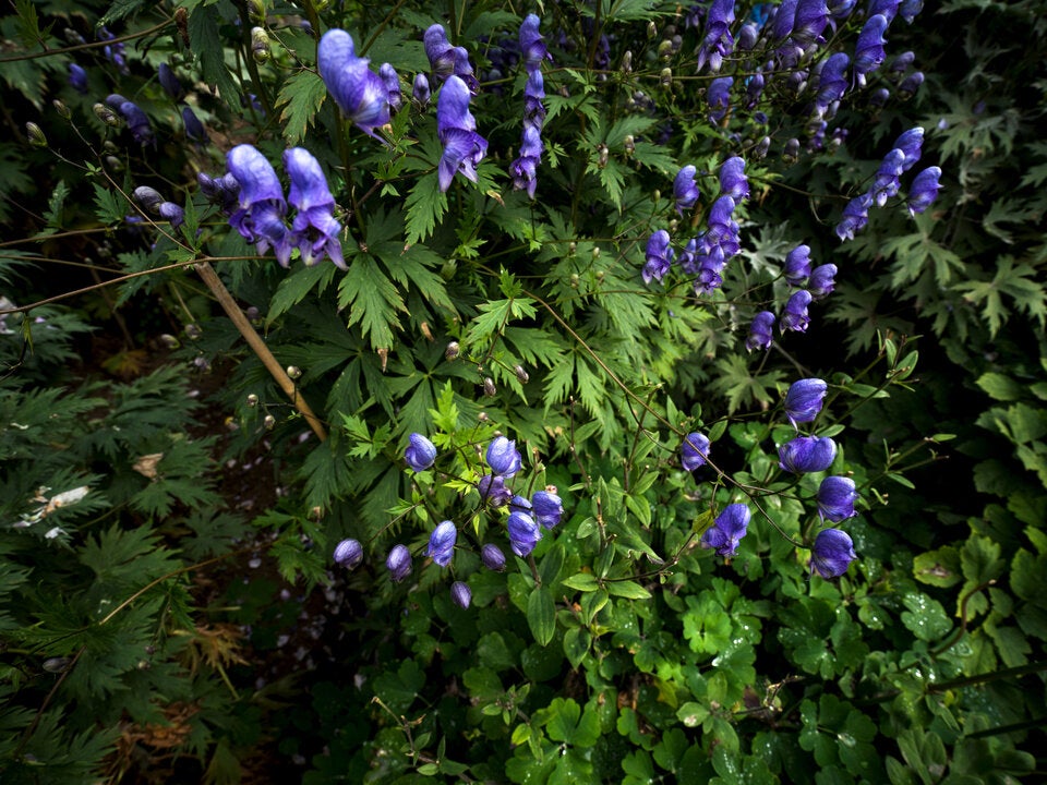 Der blaue Eisenhut enthält den Giftstoff Aconitin und ist die giftigste Pflanze in Europa. Kinder sollten weder mit den Blüten noch den Blättern in Berührung kommen. 