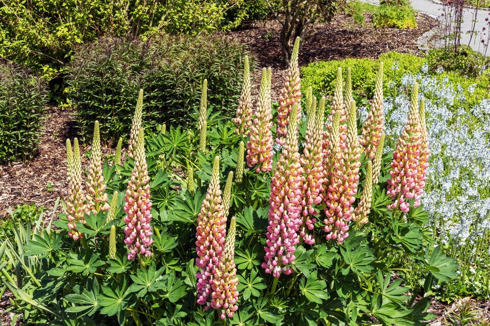 Peach Fuzz: 10 Blüten, die die Trendfarbe des Jahres in die Beete bringen