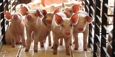 Streit um Vollspaltenböden: Haltung weiter in Kritik