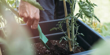 Warum diese 5 K&uuml;chenabf&auml;lle der perfekte D&uuml;nger f&uuml;r Ihre Pflanzen sind