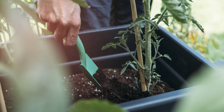 Warum diese 5 Küchenabfälle der perfekte Dünger für Ihre Pflanzen sind