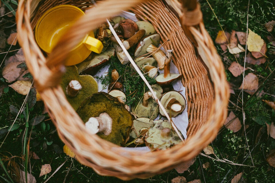 Wichtige Regeln beim Pilzesammeln: So kommen Sie an die besten Schwammerl