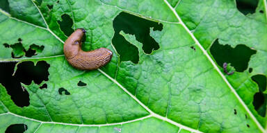 Nacktschnecken-Plage: So bekämpfen Sie die Tiere im Garten