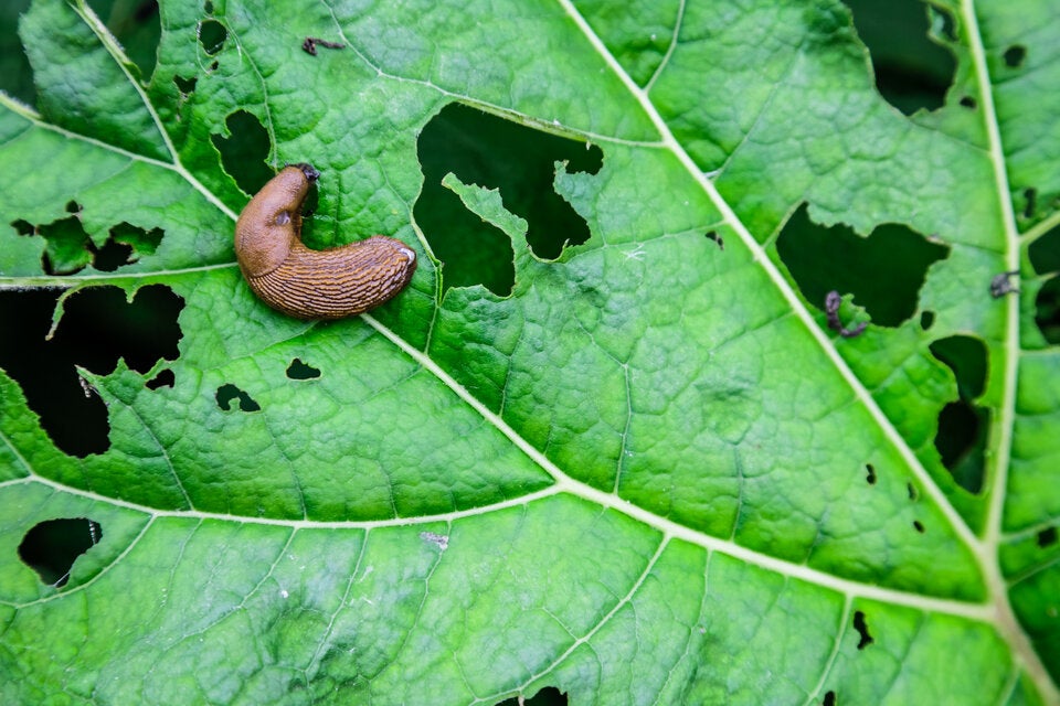 Ohne Chemie: So vertreiben Sie Nacktschnecken aus dem Garten