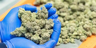 Kiffer-Brummi: 110 Kilo Marihuana in Lkw gefunden