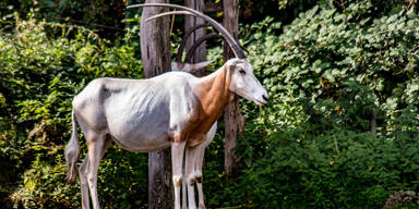 Antilope