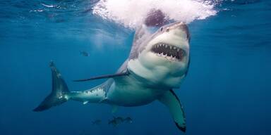 Wie im Horrorfilm: Plötzlich Hai-Alarm in New York