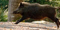 Wildschwein