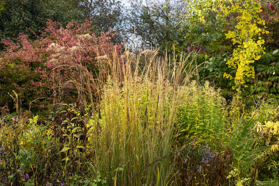 Im Herbst: So verwandeln Sie Ihren Garten in ein blühendes Paradies