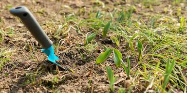 Diese Arbeiten im Garten sollten Sie jetzt unbedingt erledigen