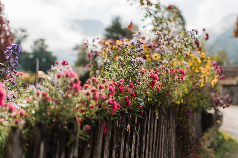 Garten und Balkon auf den Herbst vorbereiten: Diese Arbeiten stehen jetzt an