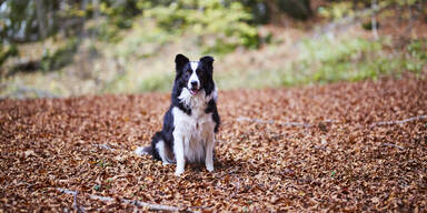 Border Collie Symbolbild