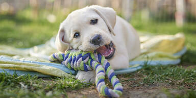 Forscher staunen: Hunde hatten fr&uuml;her doppelt so gro&szlig;e Gehirne