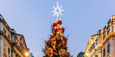 Stadt V&ouml;cklabruck sucht den Superbaum