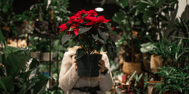 Weihnachtsstern und Ritterstern überwintern: So klappt's!