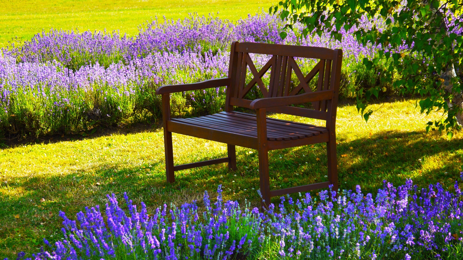 Lavendel richtig pflegen So gedeiht die Duftpflanze in Gärten und auf