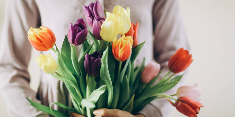 Wissen die wenigsten: So giftig sind Tulpen wirklich!