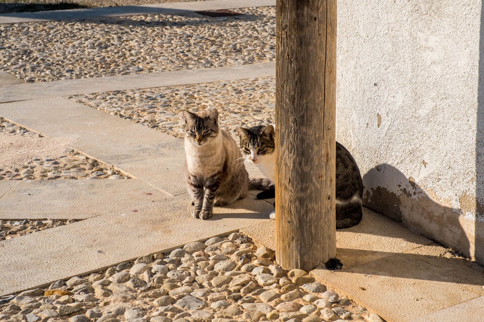 Geheimtipp: Auf dieser spanischen Insel leben mehr Katzen als Menschen