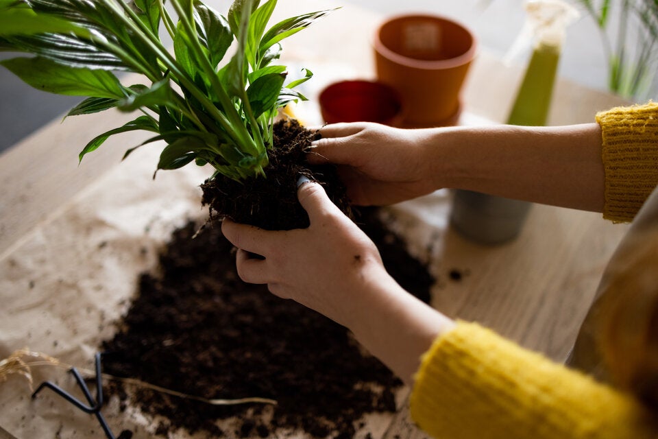 Start in die Gartensaison 2025: Das ist jetzt zu tun