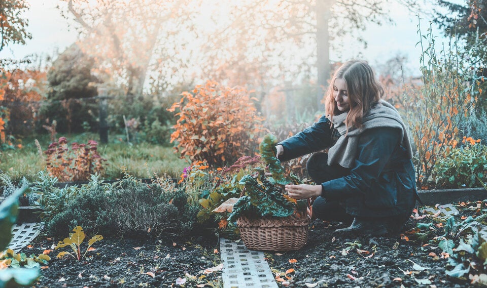 Garten winterfest machen: Das sollten Sie im Oktober unbedingt erledigen
