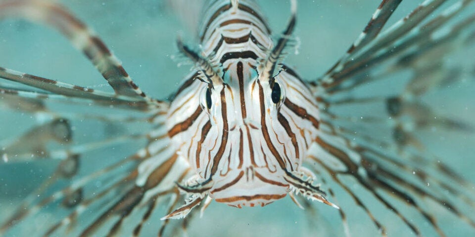 Schock! Giftige Killerfische erobern Mittelmeer