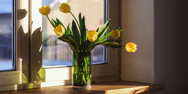 Tulpen im Fr&uuml;hling: Dieser Anti-Schlapp-Trick ist ein Gamechanger