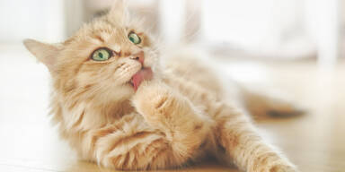 Katze