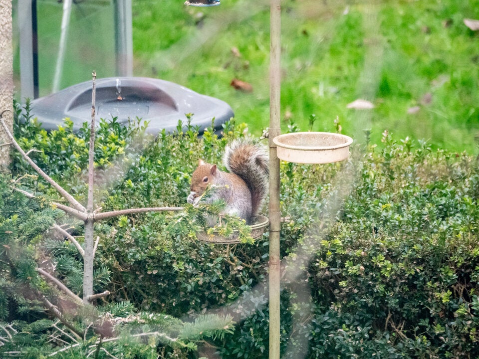 Eichhörnchen sind jetzt auf der Suche nach Haselnüssen und Früchten. Damit legen sie Vorräte an, auch wenn sie sich nicht immer die Verstecke auch merken.